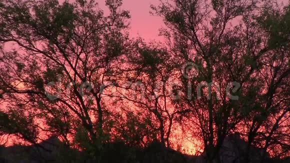 在亚利桑那州的迷信山上棕榈树在炽热的夕阳下剪影视频的预览图