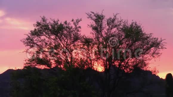 在亚利桑那州的迷信山上棕榈树在炽热的夕阳下剪影视频的预览图