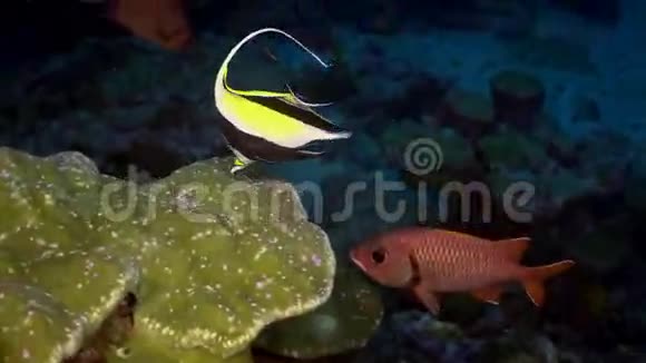 红鱼角鱼猎礁视频的预览图