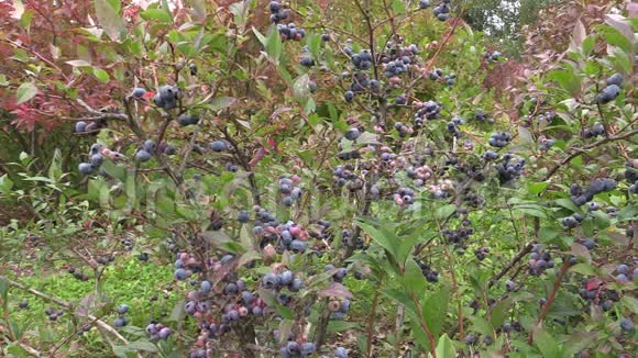 在花园里生长的蓝莓视频的预览图
