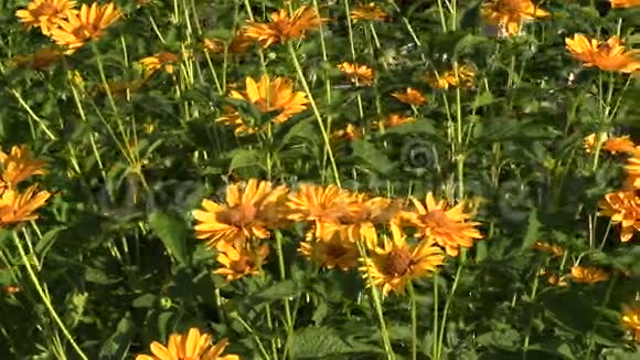 黄色的雏菊花丛在花园里生长着大量的花朵视频的预览图