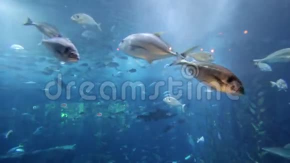迪拜水族馆购物中心视频的预览图