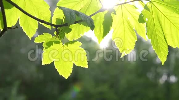 阳光照射下树枝上美丽的绿叶视频的预览图