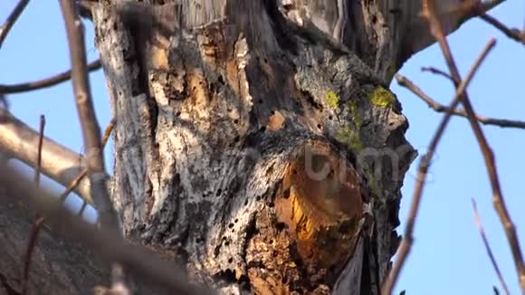 老树树干与苔藓在树皮和食木虫留下4k视频的预览图