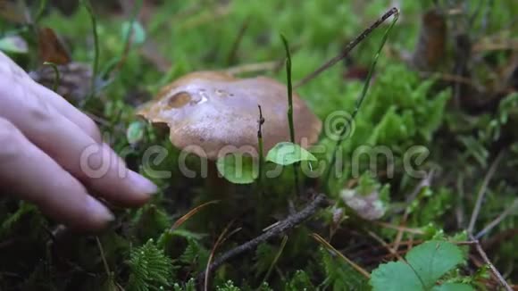 苔藓中森林中可食用蘑菇白杨的采集视频的预览图