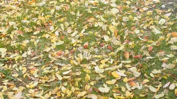 枯黄的叶子落在草坪上视频的预览图
