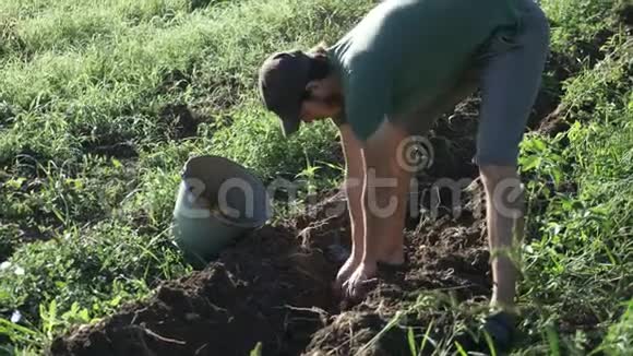 年轻的农民在有机农场的田里用桶收集土豆视频的预览图