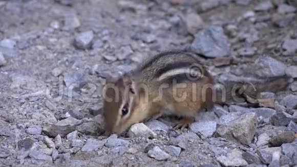 花栗鼠野生动物大自然视频的预览图