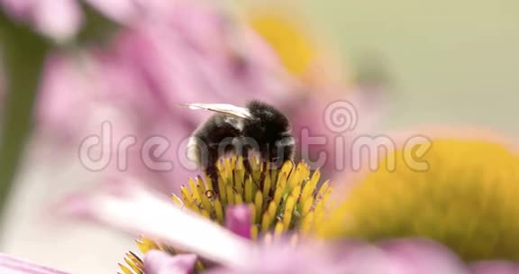 一只大黄蜂吸着矢车菊的花蕾视频的预览图