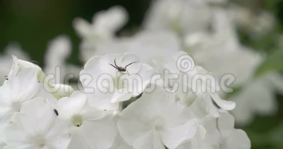 有很多白色的花和蜘蛛和昆虫视频的预览图
