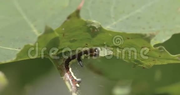 一只毛毛毛虫在吃树叶视频的预览图