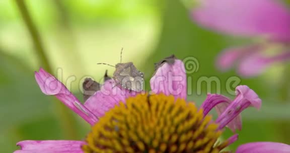 紫色矢车菊上面的一只虫子视频的预览图