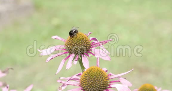 一只蜜蜂从一朵紫色的矢车菊转到另一朵视频的预览图