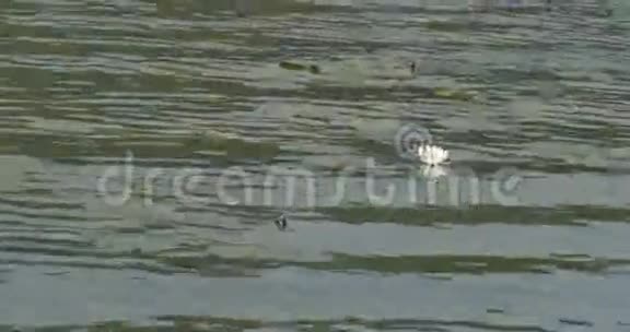 许多睡莲漂浮在大池塘上视频的预览图