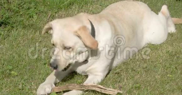 一只拉布拉多猎犬在玩它的猎犬视频的预览图