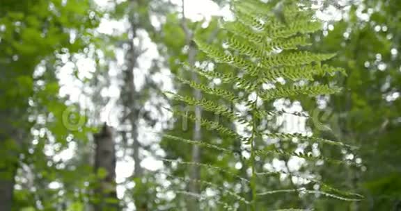 美丽的蕨类植物留在森林的中央视频的预览图