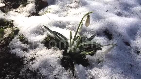 春雪背景下的雪花视频的预览图