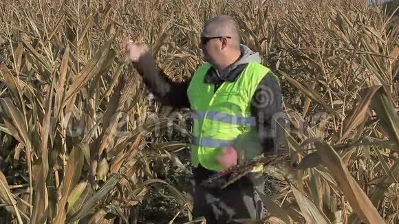 秋天寒冷的玉米地上焦急的农夫视频的预览图