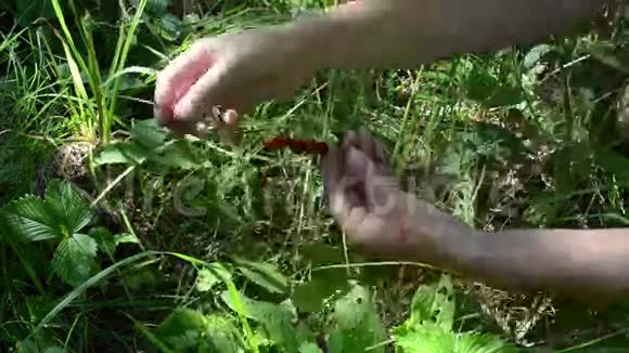 夏季在弯曲的草地上用特写的手摆动成熟的野生草莓视频的预览图