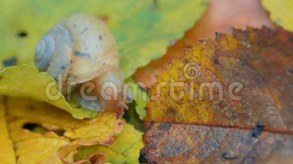 蜗牛爬在落叶上视频的预览图