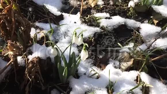 春雪背景下的雪花视频的预览图