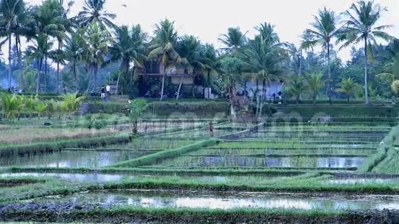 巴厘岛乌布德稻田美景视频的预览图