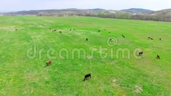 青草草甸与牛牧视频的预览图