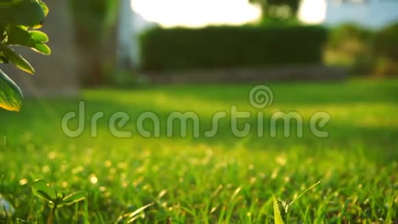 傍晚光线下的新鲜绿色草坪视频的预览图