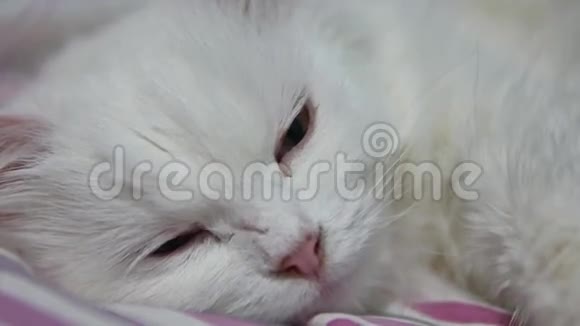 白色毛茸茸的猫躺在床上宠物视频的预览图