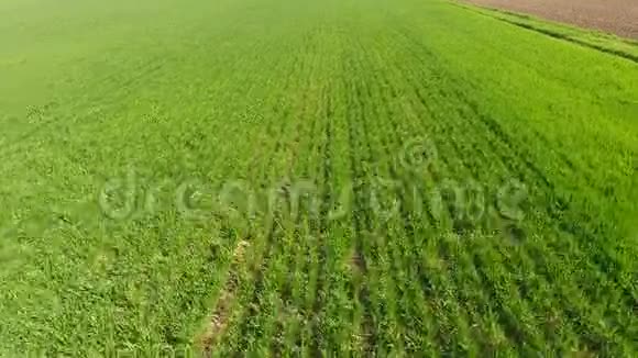 一片小玉米地玉米芽春天的田野种着绿色的玉米视频的预览图