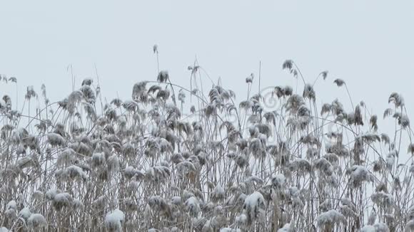 冬天沼泽里干草积雪覆盖着大自然视频的预览图
