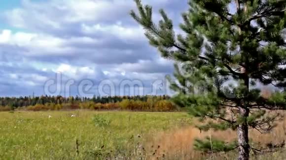 秋天森林草地上的松视频的预览图