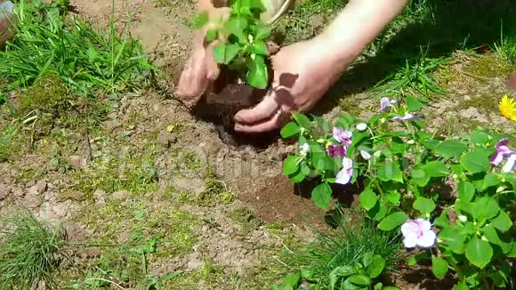 老年妇女种植花卉视频的预览图