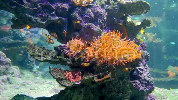 热那亚水族馆小丑鱼视频的预览图