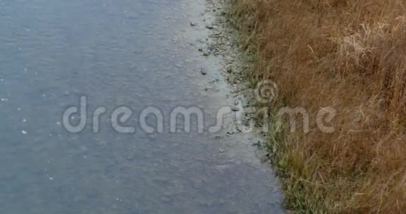 秋天的风景秋天的公园河边公园里秋天的鲜艳色彩视频的预览图