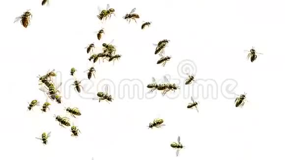 大黄蜂视频的预览图