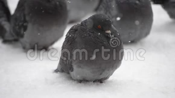 鸟儿卷起凌乱的羽毛冻得很冷视频的预览图