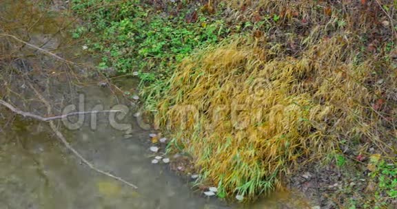 秋天的风景秋天的公园河边公园里秋天的鲜艳色彩视频的预览图