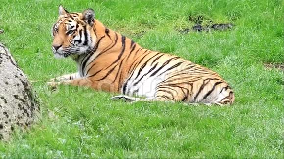 皇家孟加拉虎躺在草地上视频的预览图