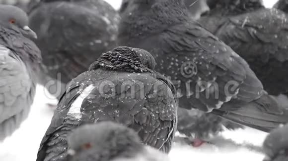鸟儿卷起凌乱的羽毛冻得很冷视频的预览图