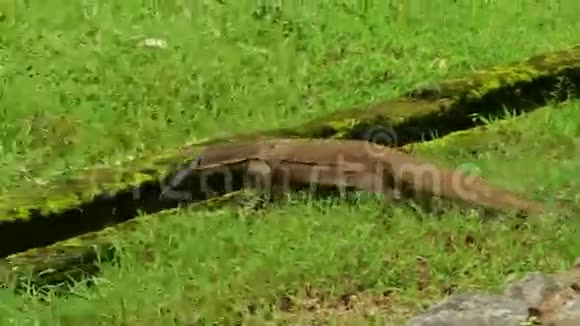蜥蜴走在明亮的绿草上视频的预览图