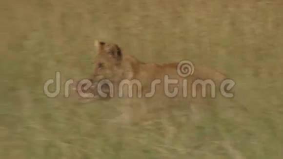 狮子幼崽嘴里含着食物视频的预览图