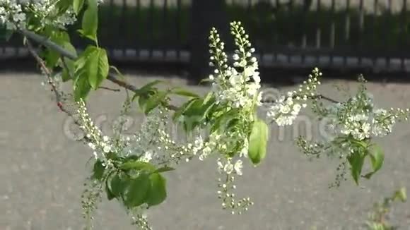 花鸟樱花树随风摆动视频的预览图