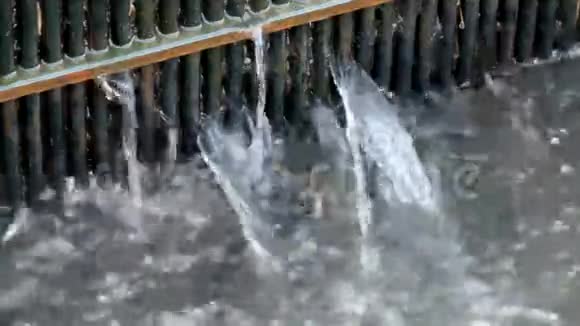 在水箱里水中充满了褐鳟鱼肮脏的溪流水中有许多小鱼流动的气泡视频的预览图