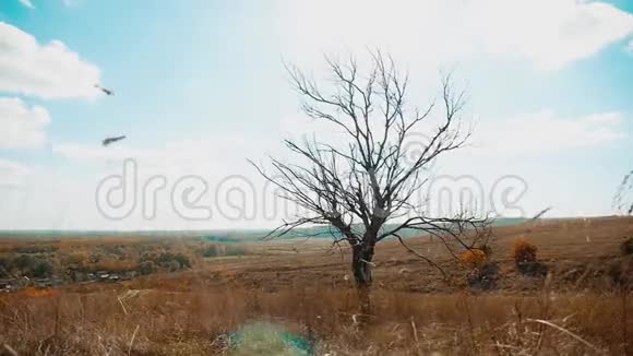 干树干草动秋叶干树生活方式在蓝蓝的天枝上背景自然秋天视频的预览图