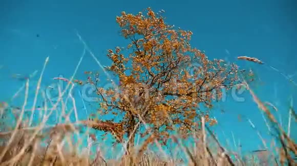 干树干草动秋叶干树靠蓝天枝上生活方式背景自然秋天视频的预览图