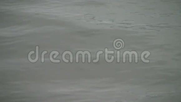多瑙河文摘特写视频的预览图