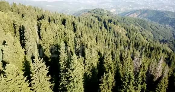 绿草如茵有冷杉和小径的山峦在山上驾驶无人机视频的预览图
