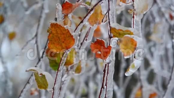 冬天下雨后桦树的叶子被冰覆盖着视频的预览图