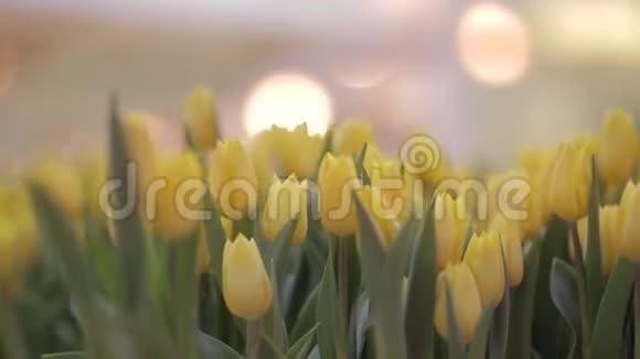 许多郁金香在花店视频的预览图